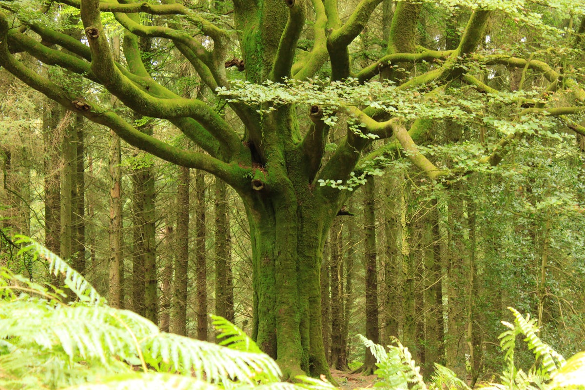 Forêt