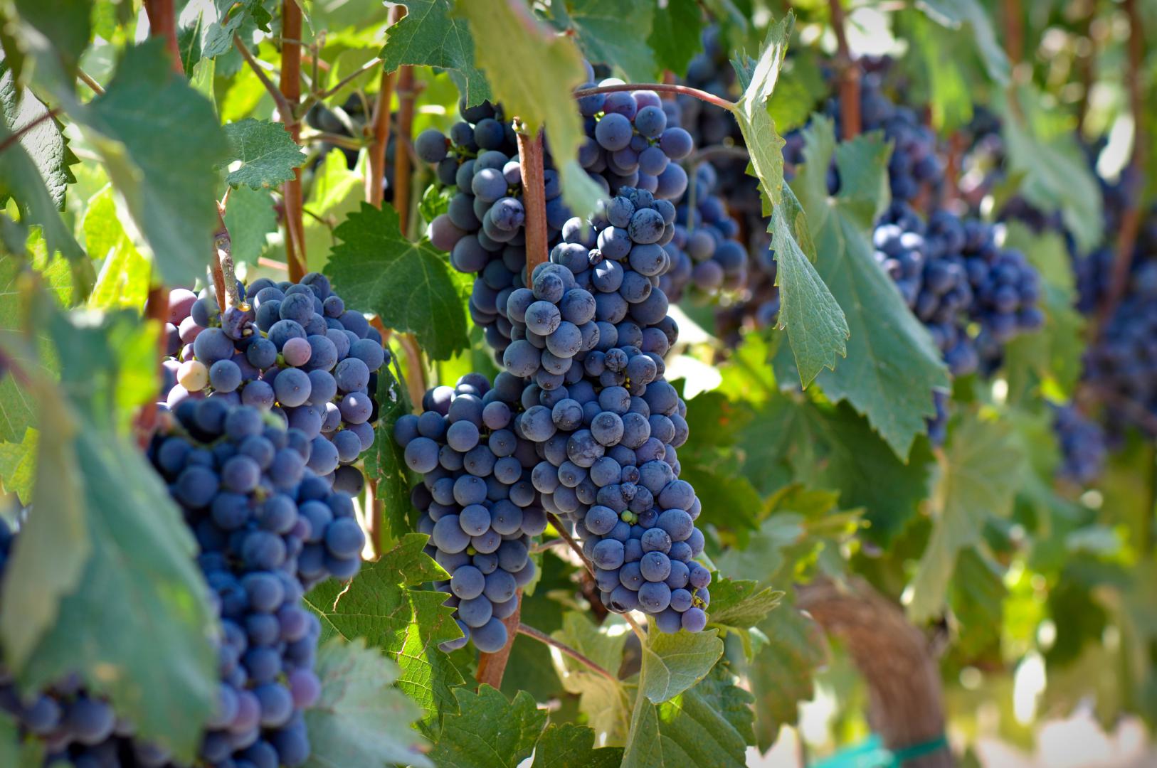 Vignoble